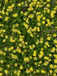 IMG_0103.jpeg