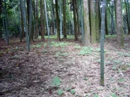 kajiki05.webp