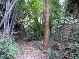 kajiki06.webp