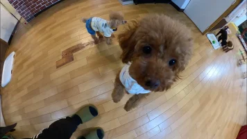 poodle.webp