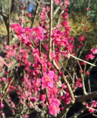 ume-2.jpg
