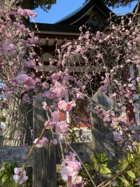 kameidoshrine2.webp