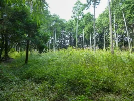 shibushi-castle-07.webp