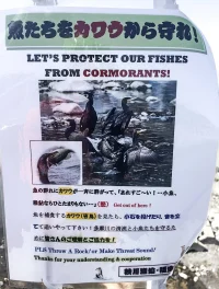 cormorants.jpg