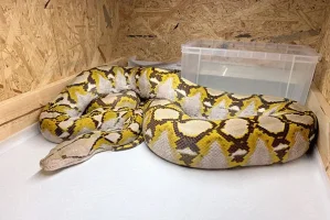 pet-python.jpg