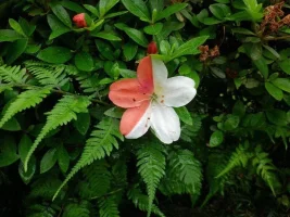red-white-azalea.webp