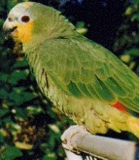 owamazon-1.webp