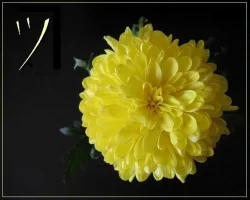 bd.webp