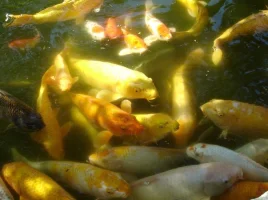 Carp_Soup!.JPGsmall.webp