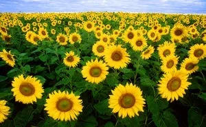 300px-Sunflowers.webp