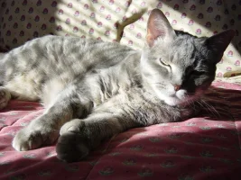 Cat, Margo 021205 038.webp