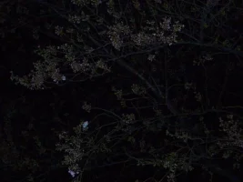 yozakura02.webp