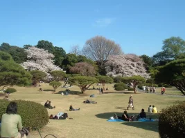 Sakura my camera 035.webp
