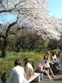 Sakura my camera 029.webp