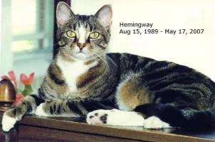 Hemmy 005a.webp