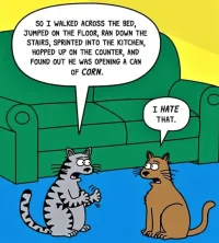 k1.webp