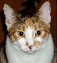 cat1.jpg