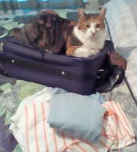 cat2.jpg