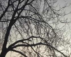 wintertreees-1.webp