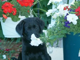 fin biting flower.webp