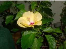 my yellow friend.webp