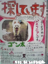lostdog.webp