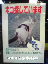 lostkitty.webp
