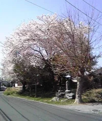 sakura.webp