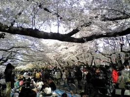 ueno.webp