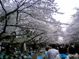 ueno2.webp