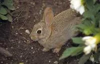 mayrabbit-1.webp