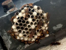 paper_wasp.webp