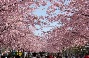 sakura_alley_wide-1.webp sakura_alley_wide-1.webp