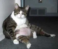 fatcat4.webp