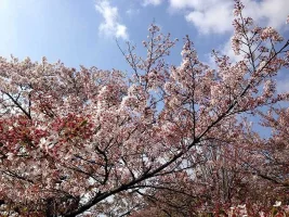 late-sakura.webp late-sakura.webp