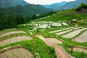 maruyama-senmaida.webp