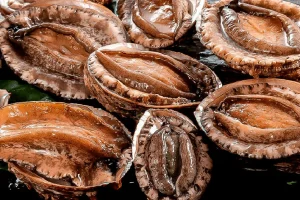 abalone.webp