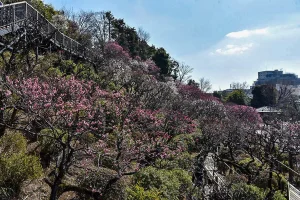 ikegami-baien-01.webp
