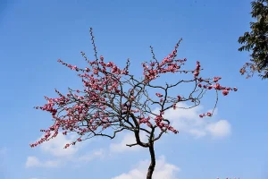 ikegami-baien-02.webp