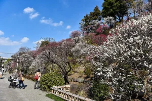 ikegami-baien-04.webp