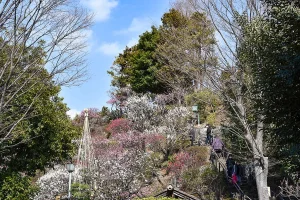 ikegami-baien-05.webp