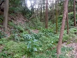 sanuki-castle-09.webp