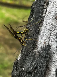 parasitoid-wasp.webp