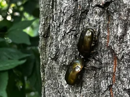 tree-fight.webp