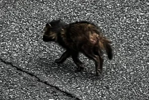 tanuki-pup.jpg