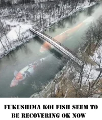 FUKUSHIMA.webp
