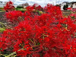 spider-lily-01-2.webp