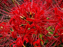 spider-lily-02-2.webp