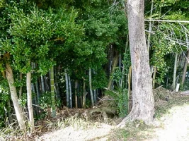 moriyama-castle-06.webp