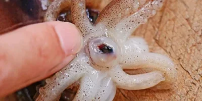 いかとんび